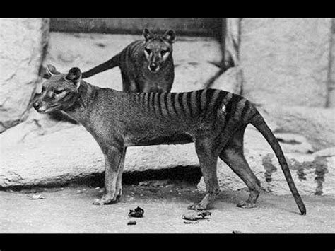 Thylacine, the largest carnivorous marsupial of recent times, presumed extinct soon after the jaw of the thylacine ( thylacinus cynocephalus ) could open to an enormous gape of almost 90 degrees. Thylacine Footage - The last Thylacine? (Tasmanian Tiger ...