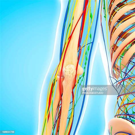 Lymph Nodes Arm Foto E Immagini Stock Getty Images