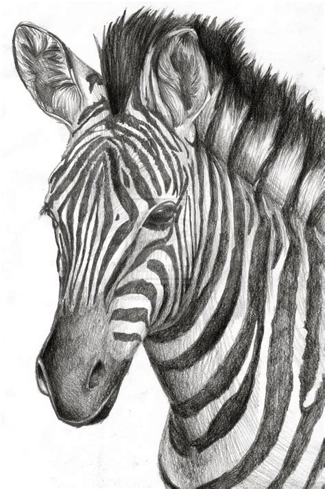 How To Draw A Zebra Zaria Kline