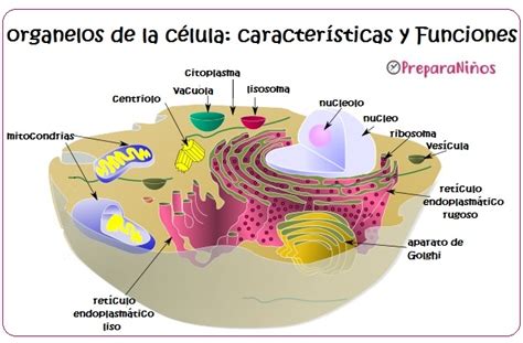 Organelos celulares funciones y características PreparaNiños