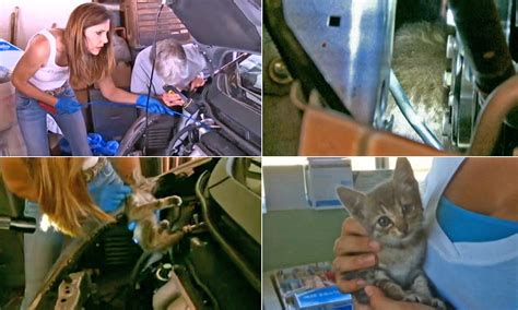 Get Meow T Of Here Three Week Old Kitten Survives 1000 Mile Trip Inside Engine Of A Car