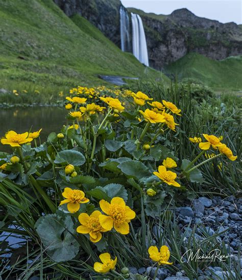 Flowers At Seljelandsfoss Iceland Gullfoss Waterfall Sunrise Colors