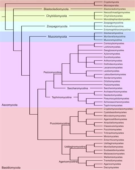 Fungal Tree Of Life Cladogram Of The Kingdom Fungi Based On Published