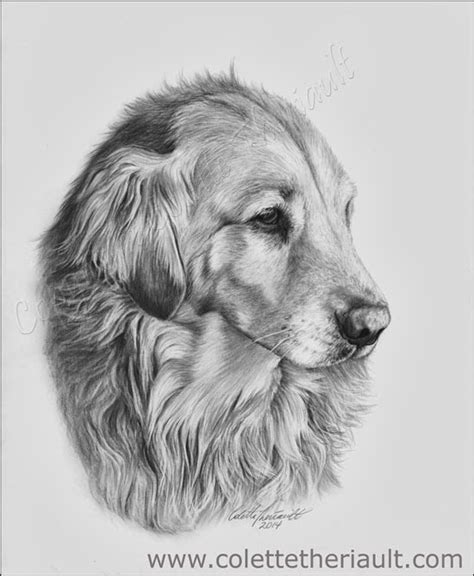 Pet Portraits And Wildlife Art By Canadian Nature And