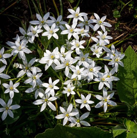 Striking Facts About The Star Of Bethlehem Flower