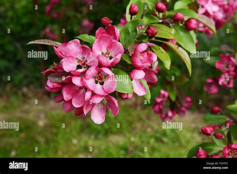 Beautiful Deep Pink Blossom And Fresh Green Leaves On A Malus Indian