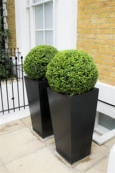 Polystone Tall Black Tapered Square Planter With Buxus Ball D 40cm