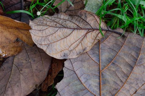 Dried Brown Leaves · Free Stock Photo