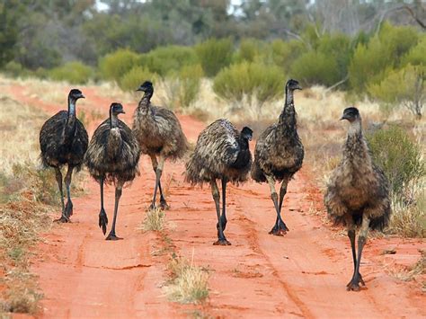 Emu Dromaius Novaehollandiae Emoe Australian Native Animals