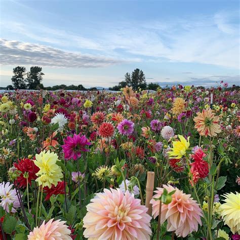 floret flower farm