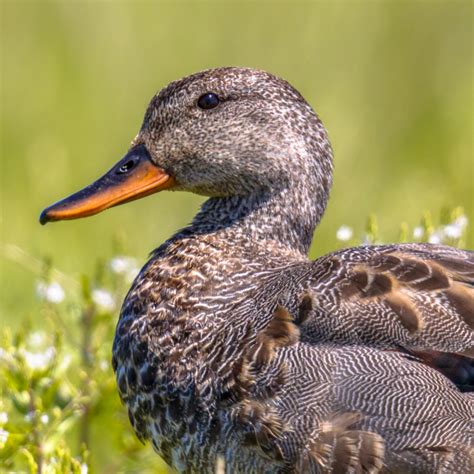 Gadwall Duck Juvenile Pair