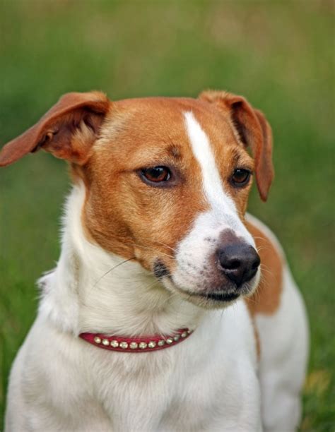 Perro Jack Russell Terrier Stock De Foto Gratis Public Domain Pictures