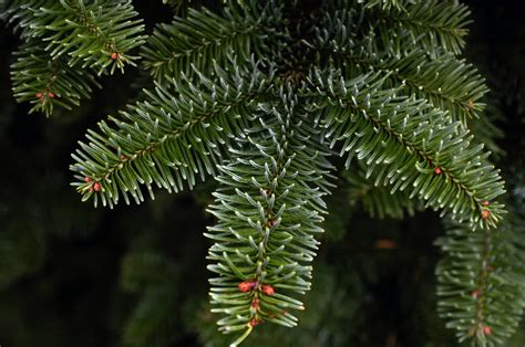 Five Best Loved Christmas Trees