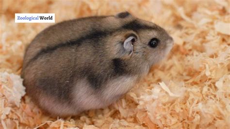 Dwarf Hamster Facts Information And Personality