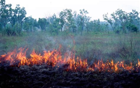 Threats To Traditional Resources In Kakadu National Park Northern Territory Australia Blog