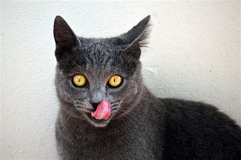 Gray Cat With Amber Colored Eyes