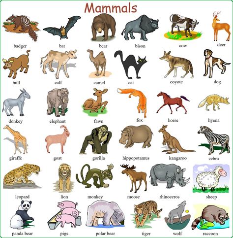 Pin By Myriam Romero Mantero On Inglés Animals Name With Picture