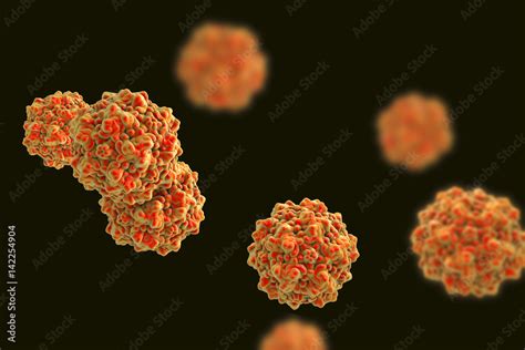 Parvovirus B19 Isolated On Black Background A Virus Which Causes