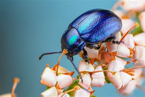 Download Insect Flower Macro Animal Beetle Hd Wallpaper