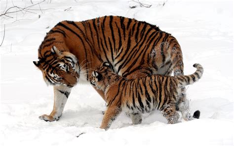 Wild Cats Tigers Baby Tiger Babe Mother Snow Winter Walk