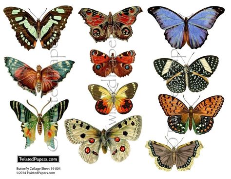 Victorian Butterflies 11 Nature Illustrations Hi Res  And