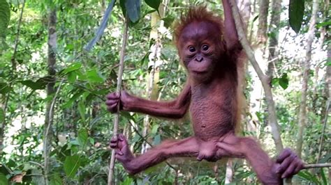 Cutest Baby Orangutan In The Sumatran Rainforest Youtube
