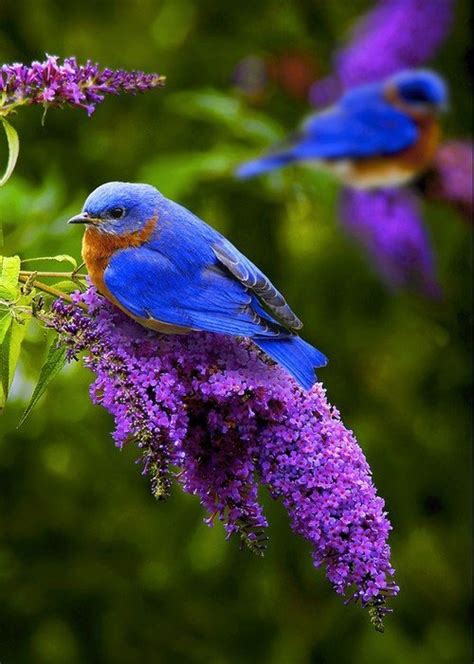 Beautiful Bird And Flowers Animals Pinterest