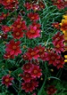 Coreopsis verticillata 'Main Street' Deep Rosé Threadleaf Coreopsis ...