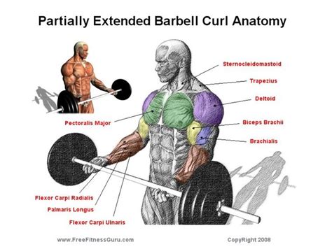 Pin By Олег On Fitness Biceps Workout Anatomy Workout Chart