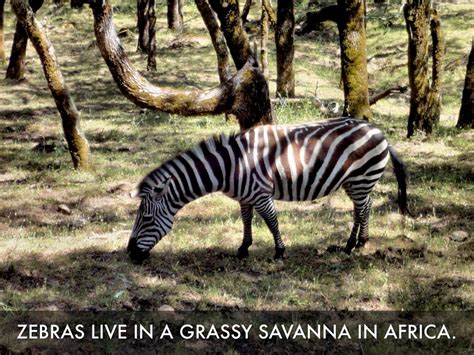 Zebras are commonly found across several regions in africa. Zebras by Mrs. Gompah's Class