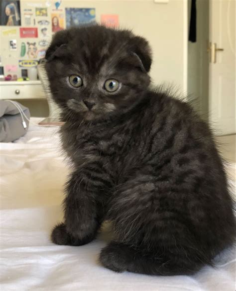 Black Scottish Fold Kitten In 2021 Scottish Fold Kittens Cat