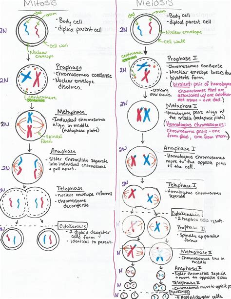 The cell cycle worksheet name: meiosis stages worksheet için resim sonucu | Biyoloji ...