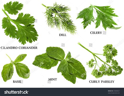 Herbs With Names