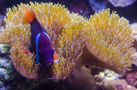 Underwater Plant And Fish Free Stock Photo Public Domain Pictures