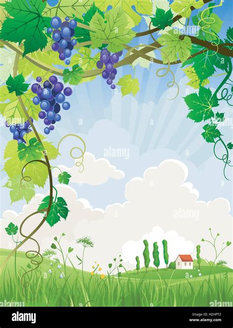 Beautiful Landscape With A Vineyard Stock Vector Image And Art Alamy