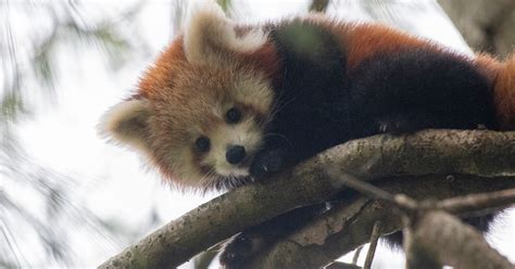 Paignton Zoo Welcomes Adorable New Red Panda Cubs Devon Live