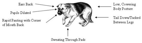 Dog Stress Watch Your Dog For Signs Of Stress Dog Training