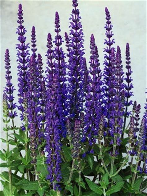 This tall purple perennial produces flowers that are sure to stand out among the other plants in your garden. Salvia Merleau Blue -- Bluestone Perennials