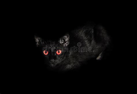 Cat With Scary Red Glowing Eyes Stock Photo Image Of Little Close