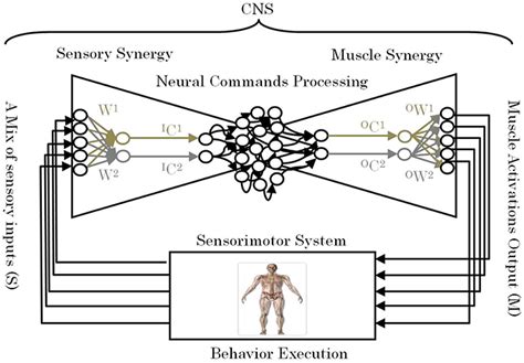 Conceptual Model Of A Neural Sensorimotor Synergy System An Example Of
