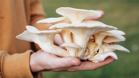 7 Impressive Benefits Of Oyster Mushrooms
