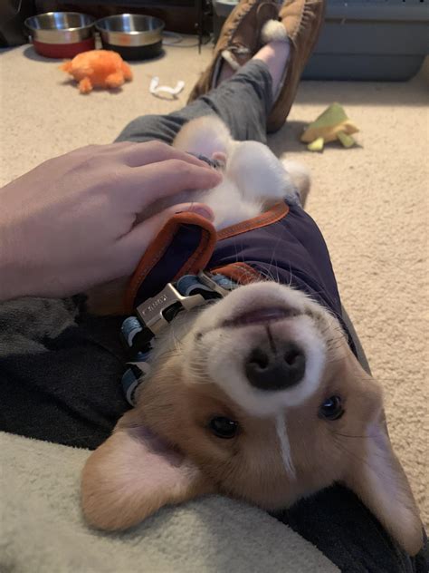 Smol Corgi Loves Scritches Raww