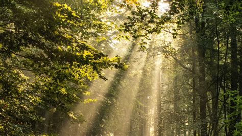 Download 1920x1080 Forest Sunrays Trees Plants Bushes Path