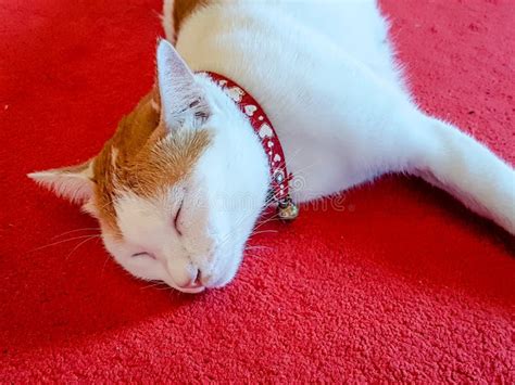 Siamese Cat Is Sleeping Stock Image Image Of Head Thai 107452089