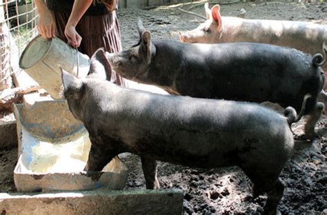 Как правильно кормить свиней АГРАРИЙ