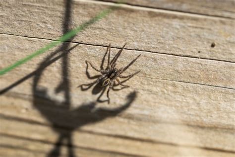 Peruvian Wolf Spider Lays Eggs In Mans Toe Healthnews