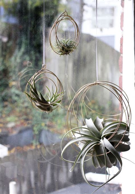 100 Amazing Hanging Air Plants Decor Ideas 100