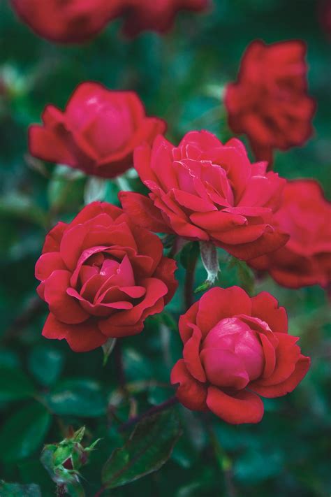 Growing Double Knock Out Roses Hgtv