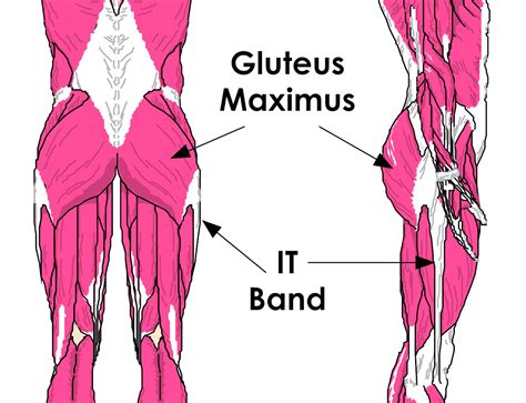Fitspo dedicated to glutes squats fitness dm for credit. Glute Anatomy - Anatomy Drawing Diagram