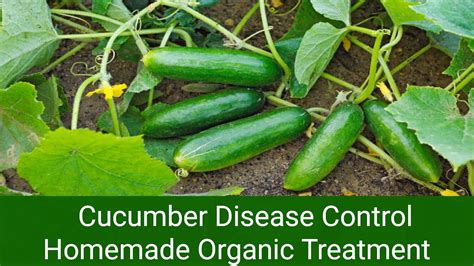 Cucumber Plant Disease Treatment YouTube